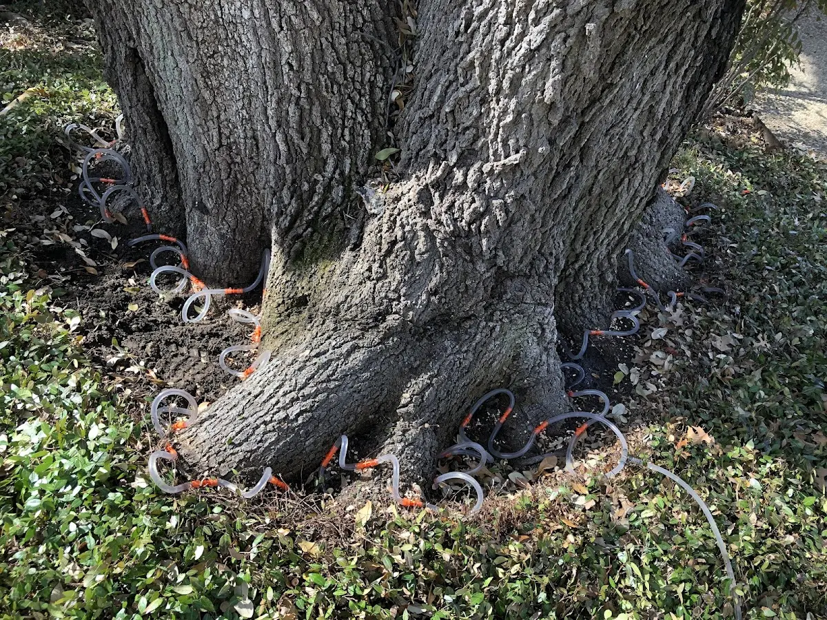 Detailed Tree Cabling and Bracing job site in Lanagan