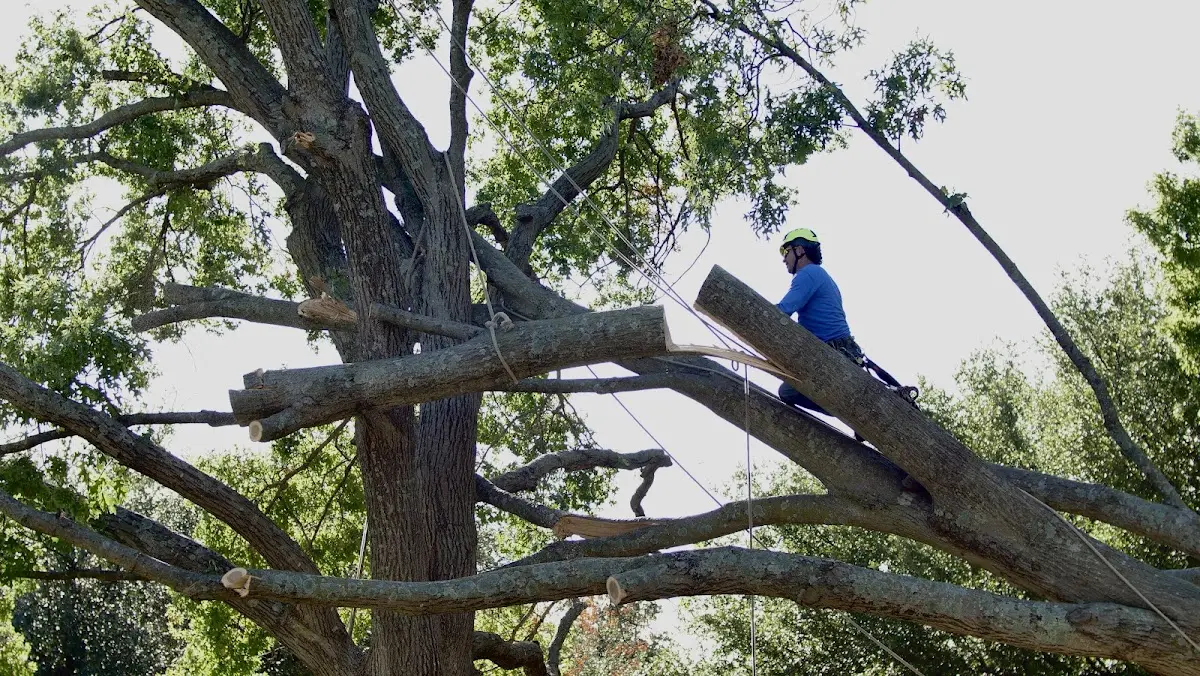 Professional Hazardous Tree Removal performed by certified arborists in Lanagan