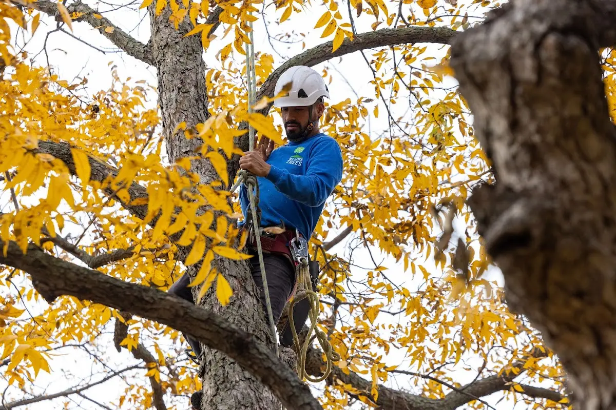 Skilled Storm Damage Cleanup crew working in Lanagan